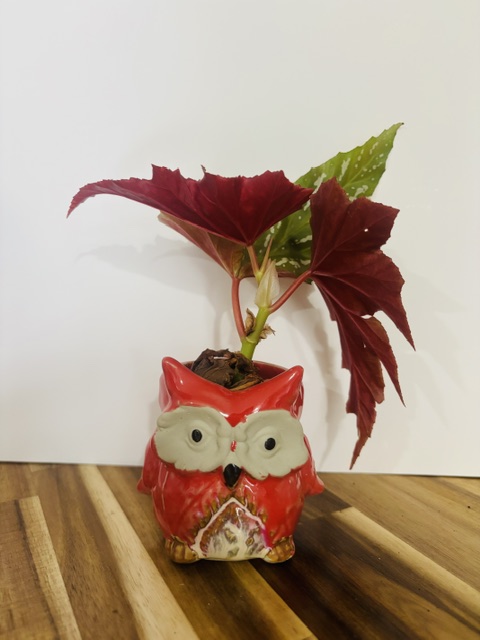 Owl Planter — Polka Dot Begonia