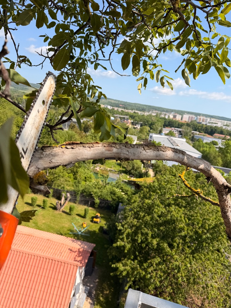 Baumfällung / Baumpflege