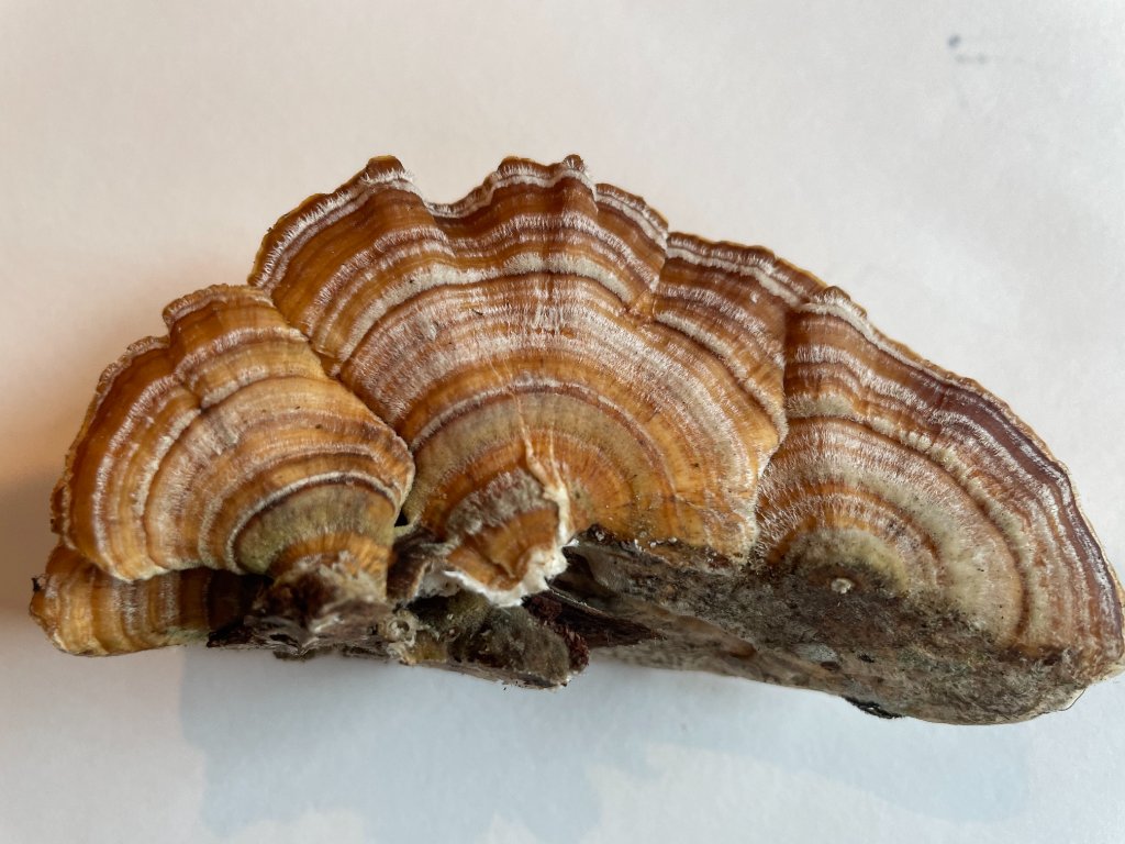 Turkey tail mushroom on a piece of wood