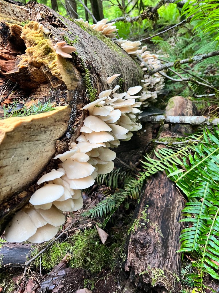 Cluster of oyster mushrooms growing on a fallen log