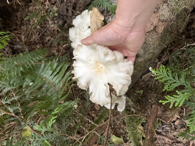 White oyster mushroom held near a log
