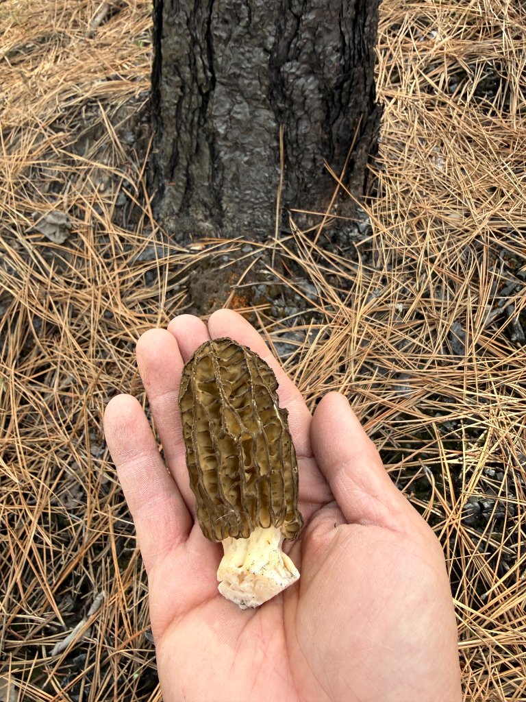 Morel mushroom held in cupped hands