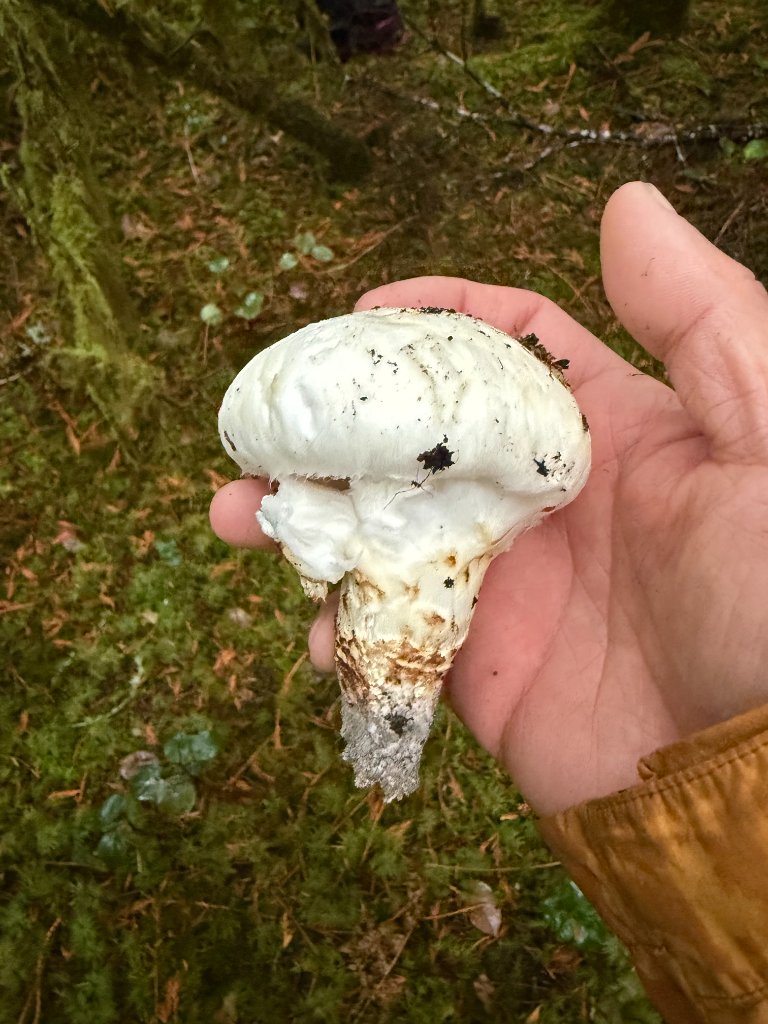 Matsutake mushroom held in hand