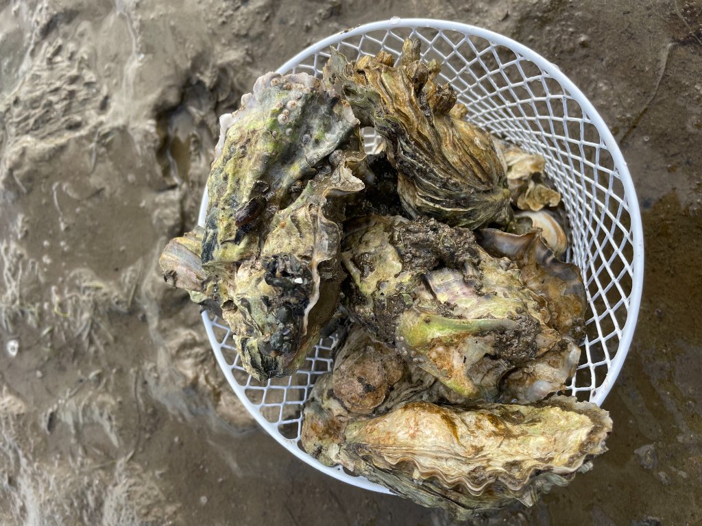 Basket full of freshly harvested oysters