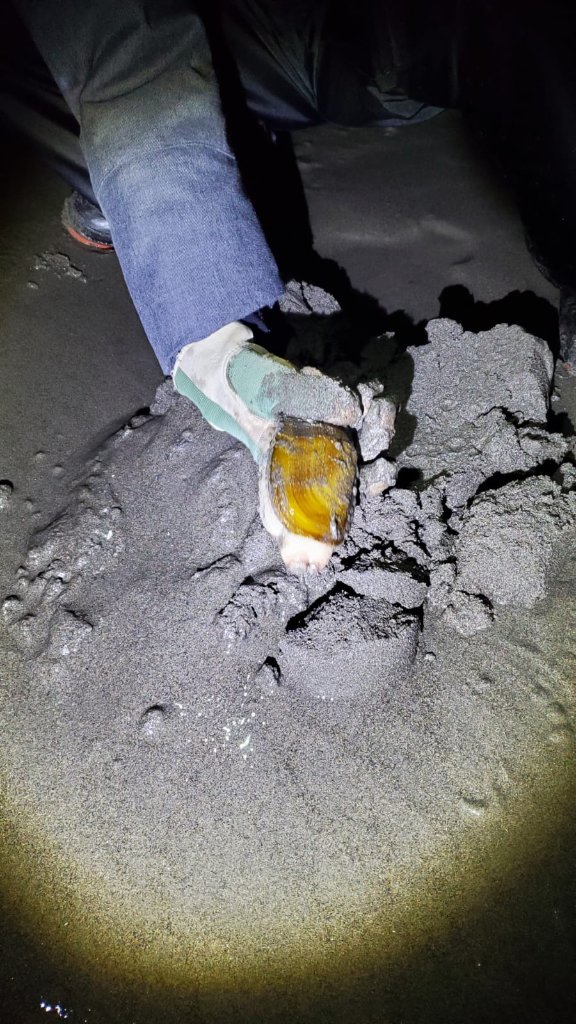 Pulling a razor clam from the sand at night