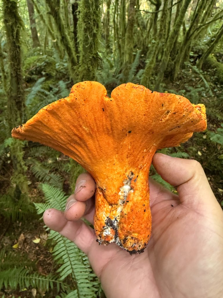 Large lobster mushroom held up in a mossy forest
