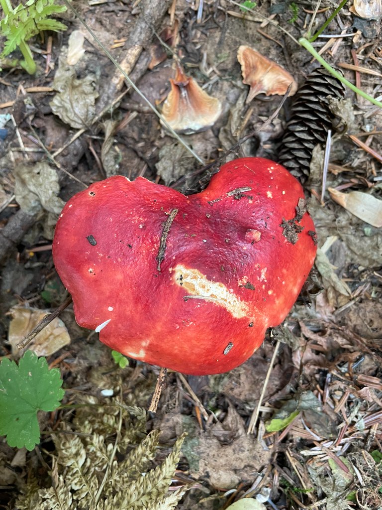 Heart-shaped red mushroom on the forest floor