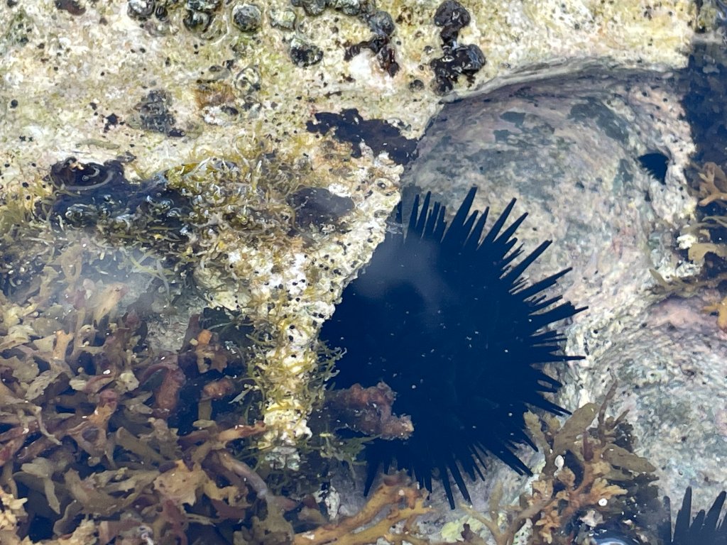 Sea urchin in a tidal pool