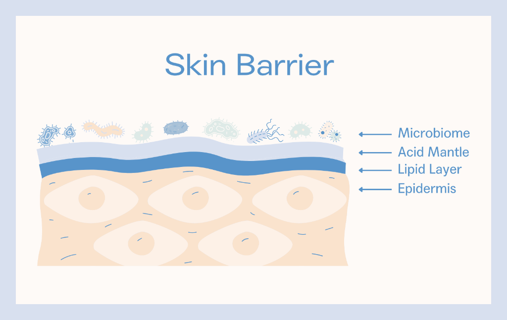 Skin Barrier Health: Why It Matters and How to Repair It