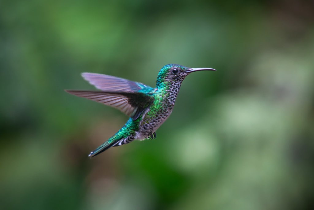 Hummingbird in flight