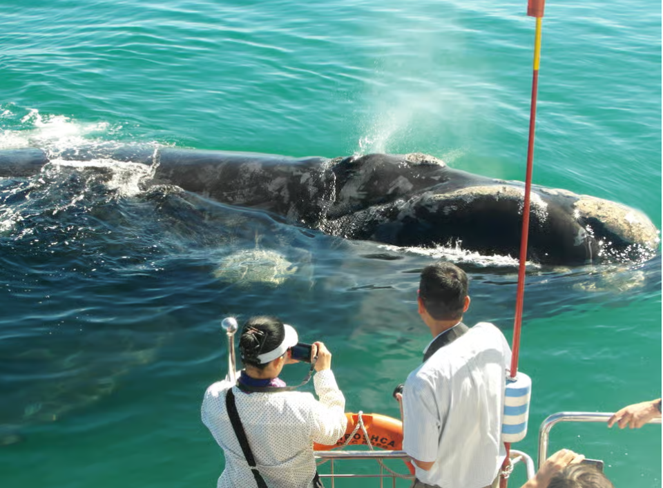 Hermanus Whale Watching from Cape Town