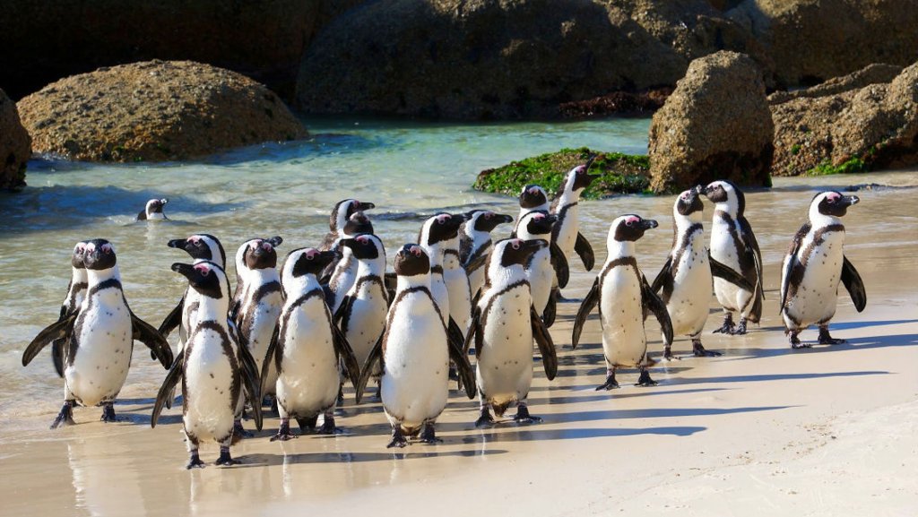 Boulders Beach Penguins Cape Town African penguin colony South Africa coastal wildlife tourism authority rocky shoreline clear blue ocean ultimate travel experience