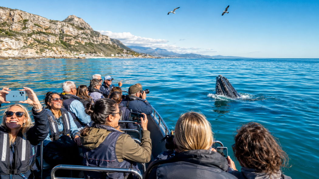 Gansbaai Marine Big 5 Safari from Cape Town — Shared Tour