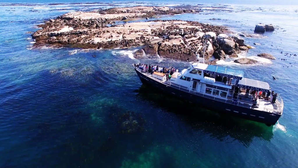 Seal Island boat tour Hout Bay observing thousands of Cape fur seals in natural colony — eco wildlife tour Cape Town