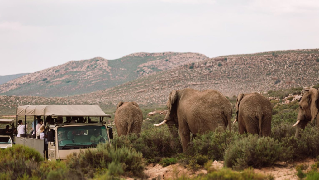 Aquila Private Game Reserve Big 5 safari Cape Town South Africa elephants wildlife conservation guided game drive Karoo landscape tourism authority ultimate safari experience