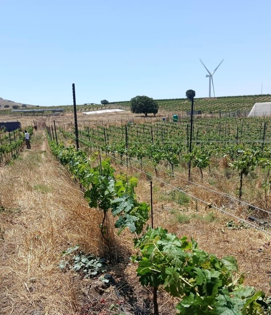 Kol HaAdama vineyard — grapevines growing in the Israeli countryside