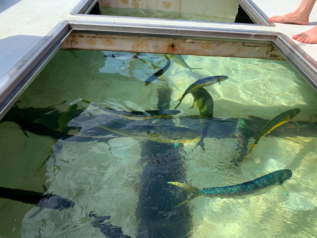 Mahi-mahi