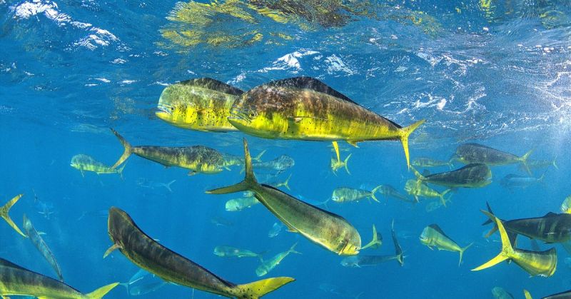 Mahi-mahi