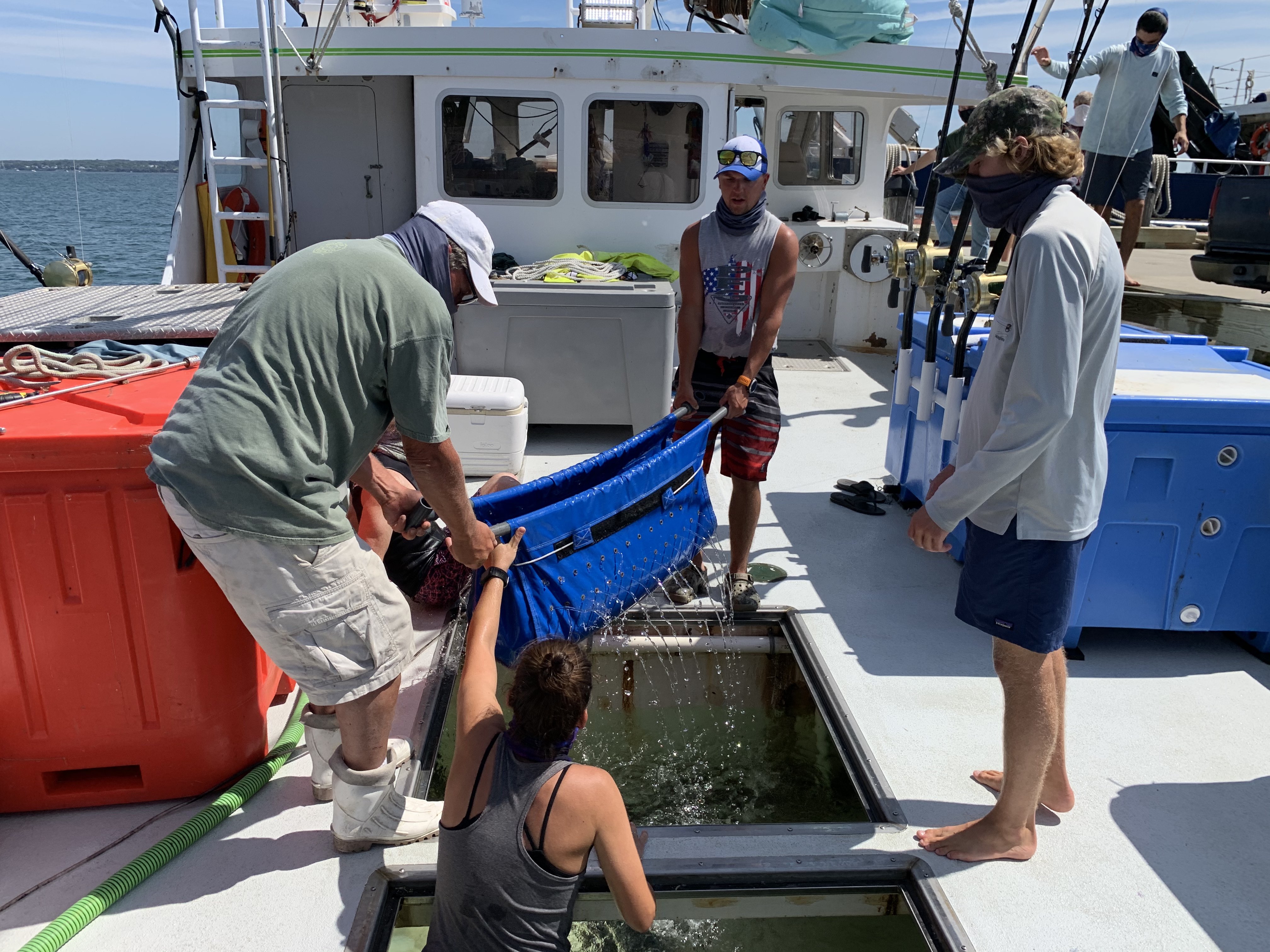 Transferring live tuna into in-deck tank