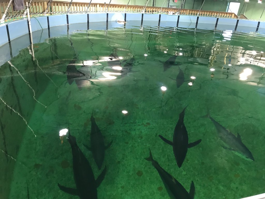 Tuna research tank at URI