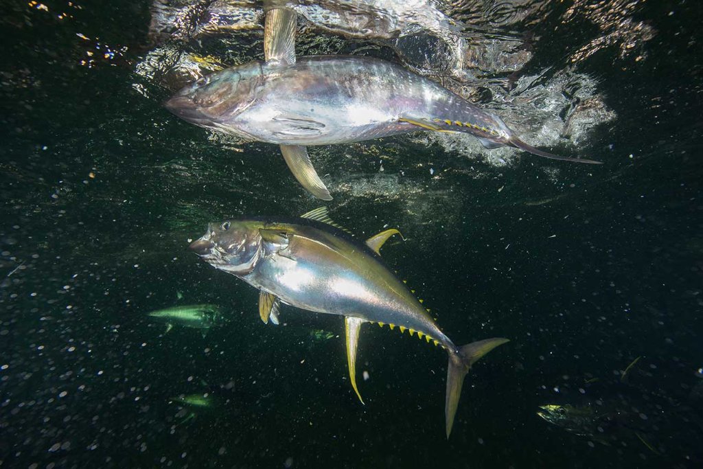 Yellowfin tuna