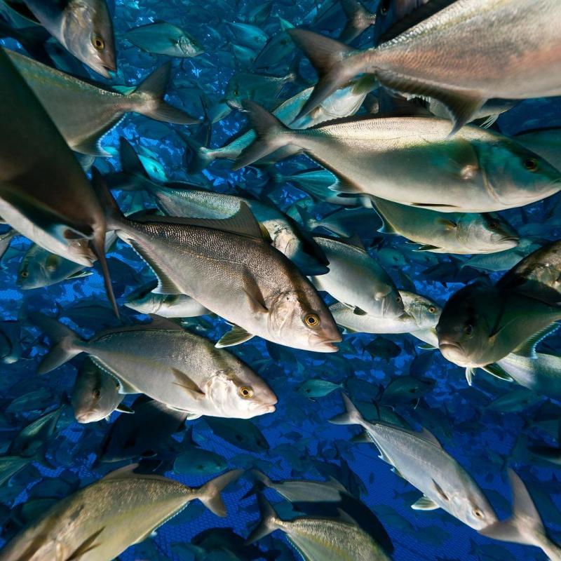 Atlantic yellowtail