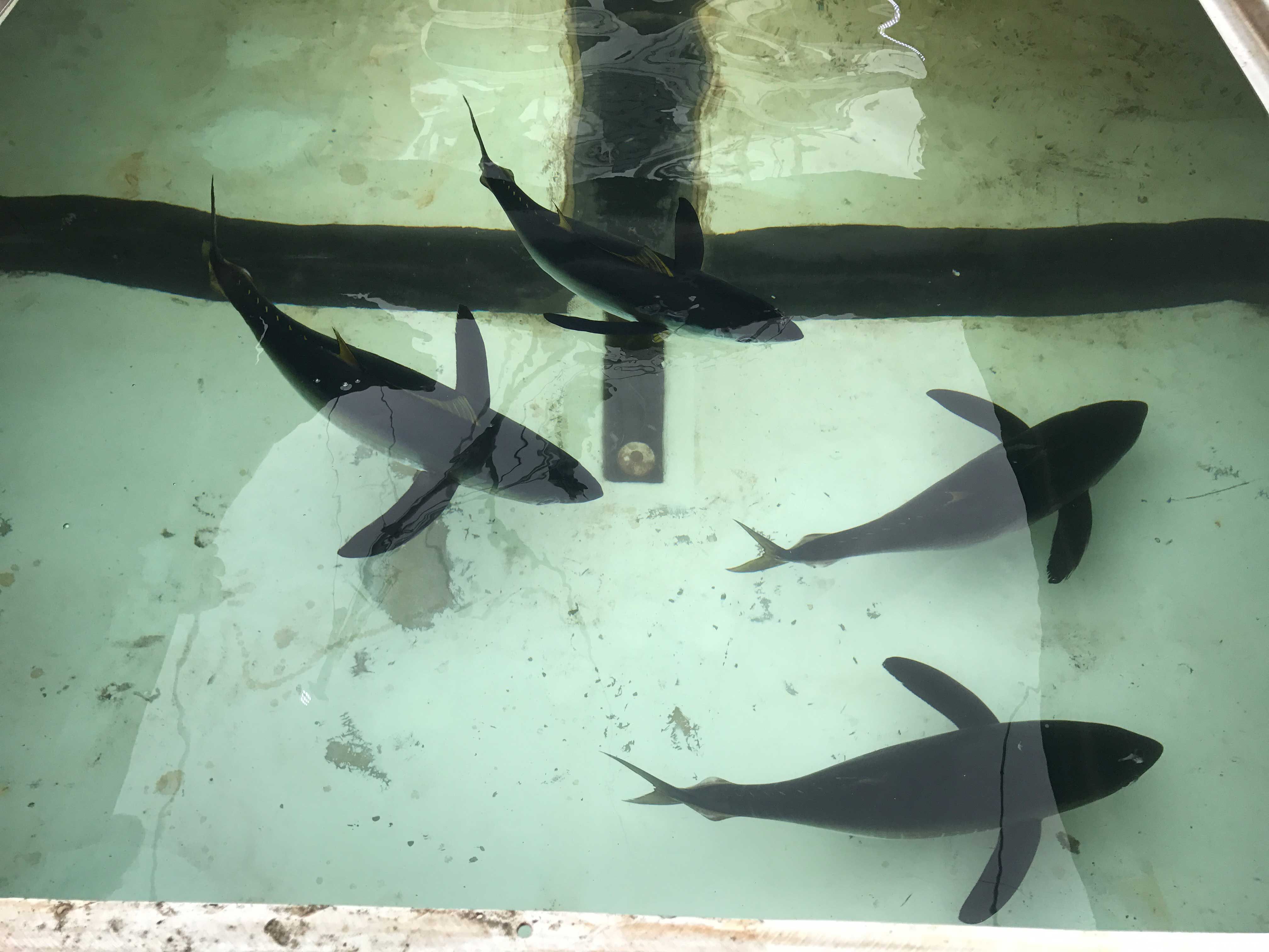 Live tank interior with tuna