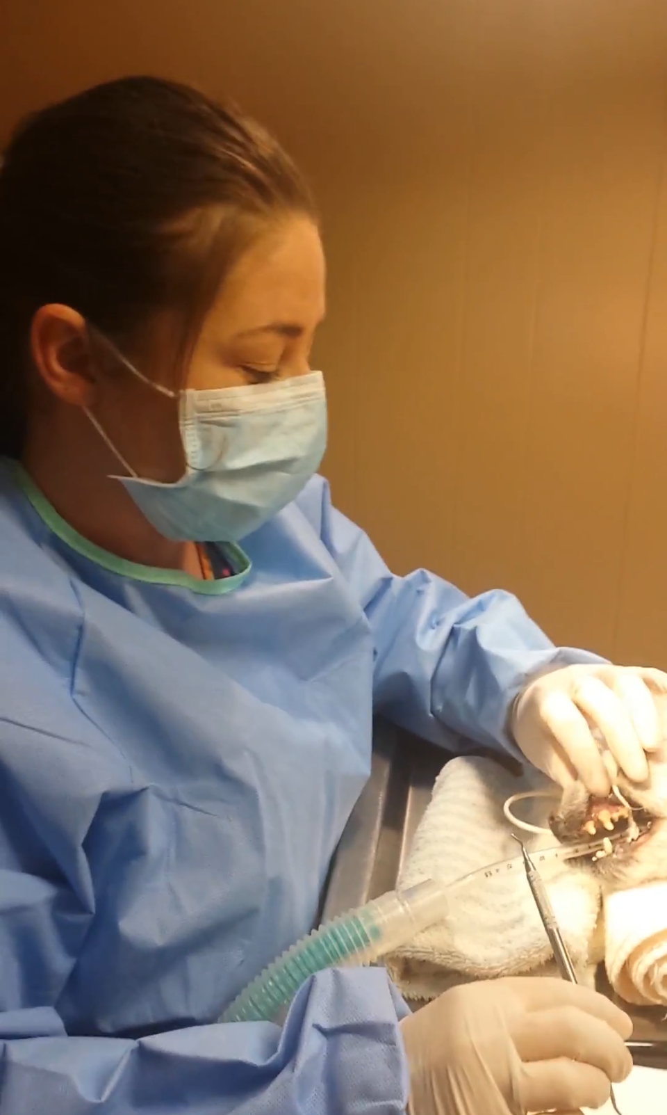 Dentistry