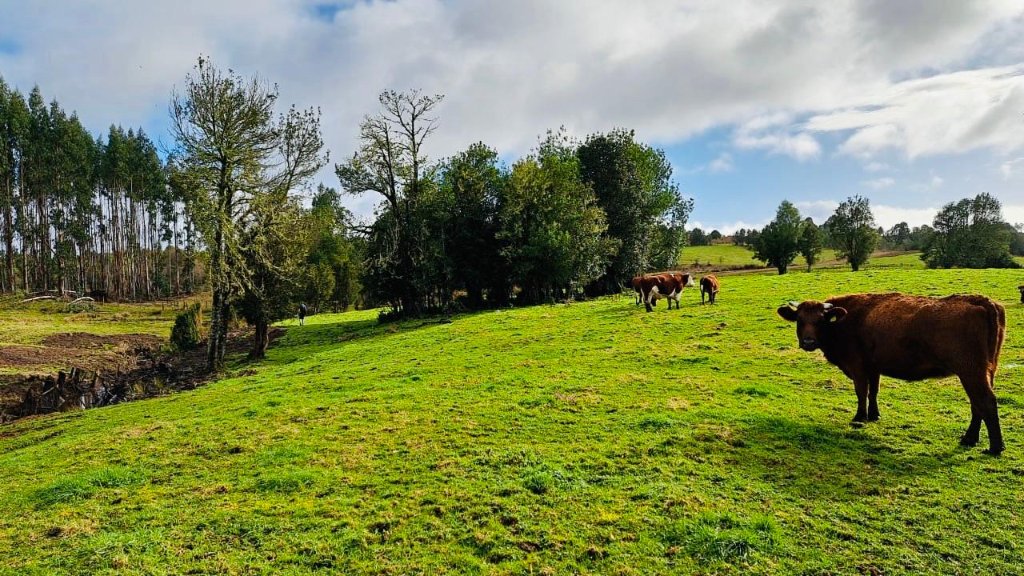 Hacienda Patagonia — 4