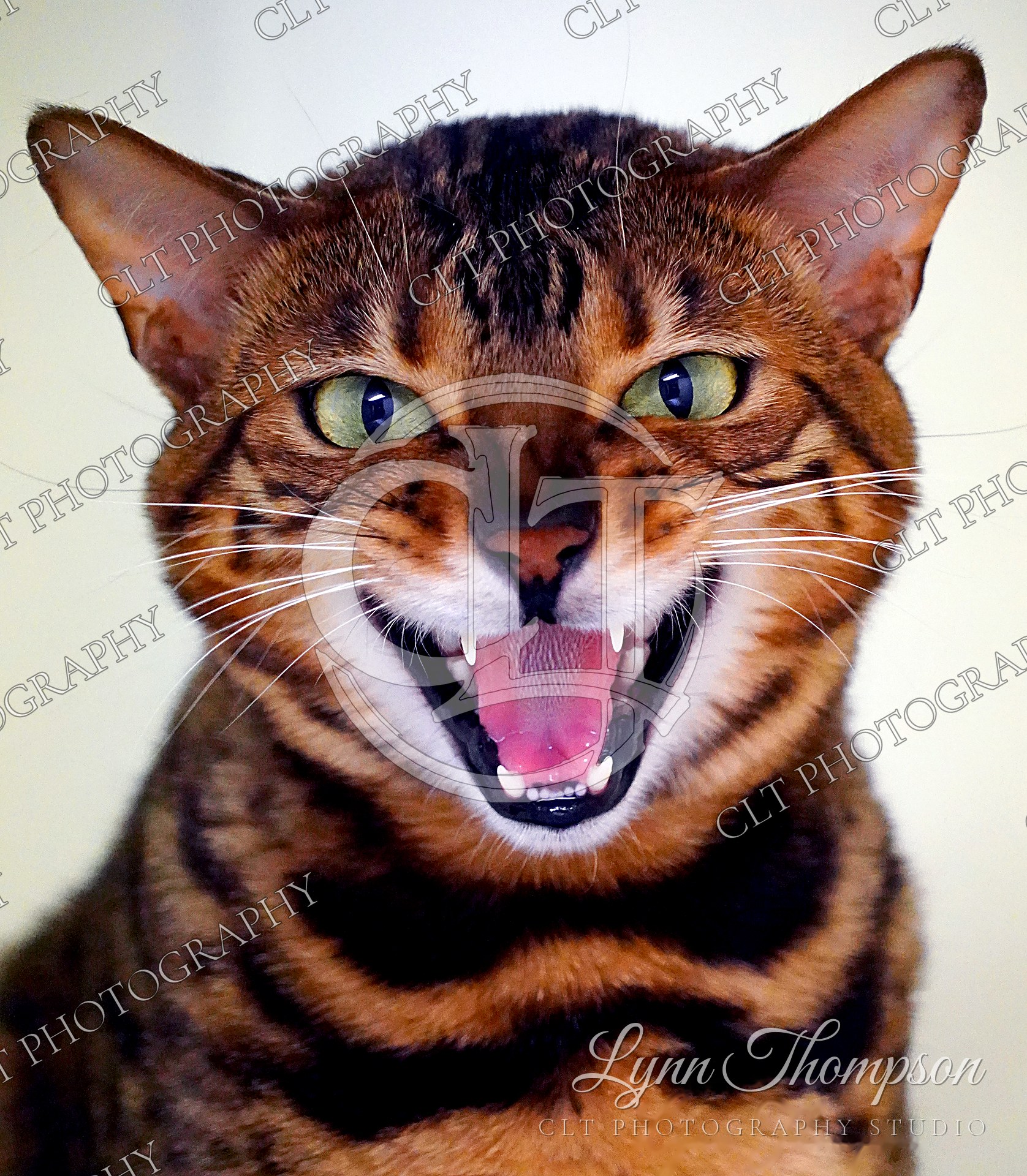 Pet Portraits