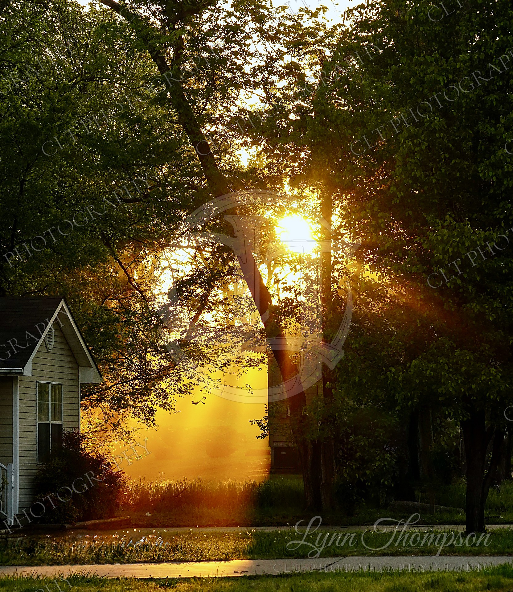 Evening sun streaming through the trees beside a white house