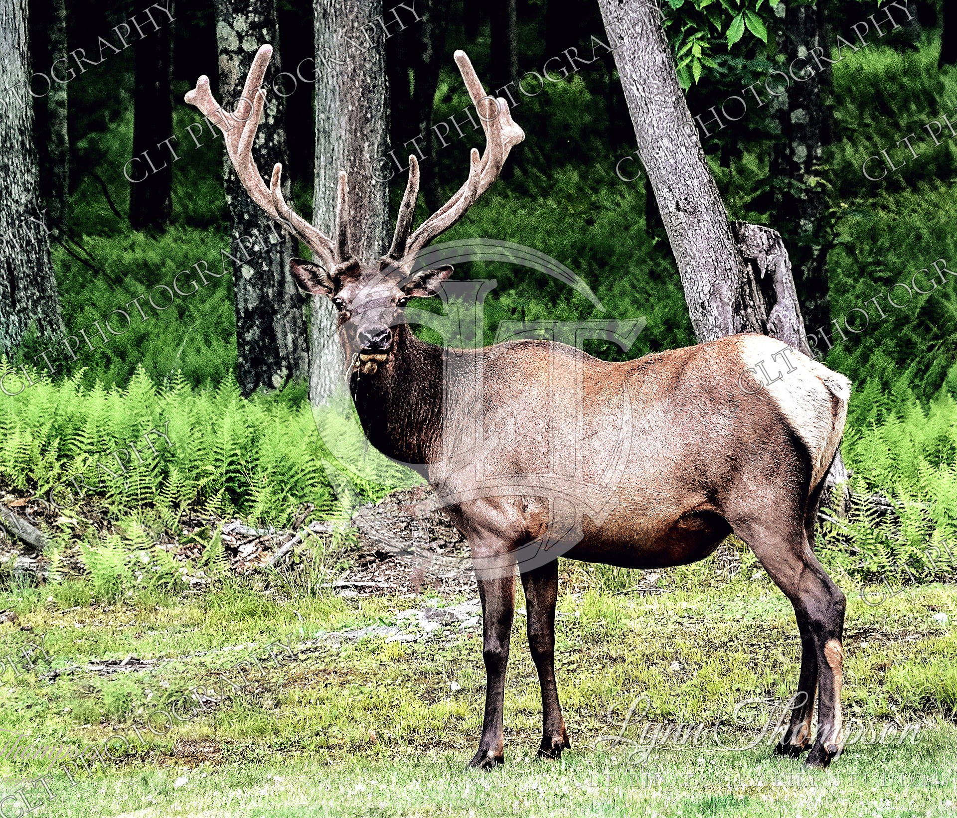 Wildlife
