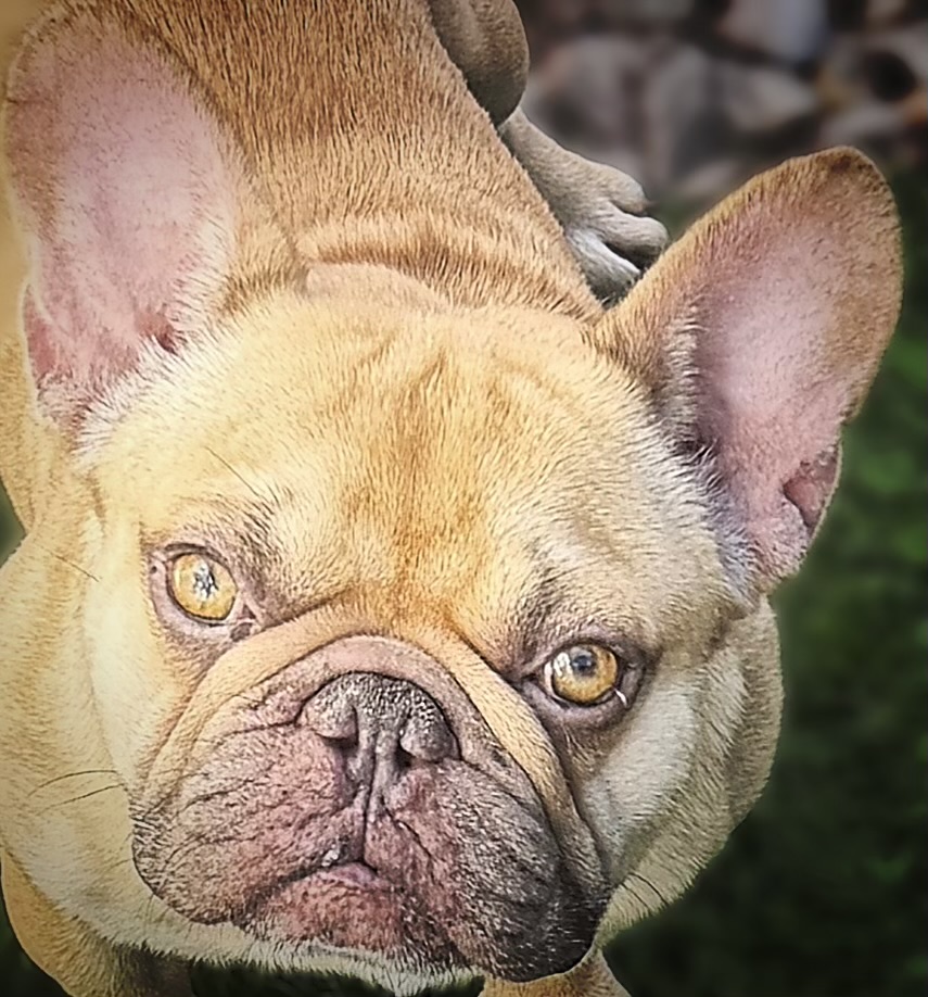 Oscar