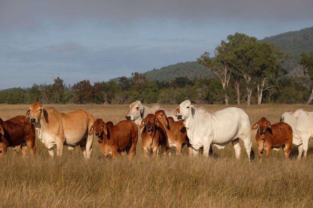 Brahman Week 2026