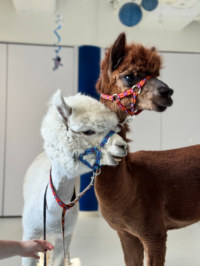 Diego i Karmel — Duet alpak