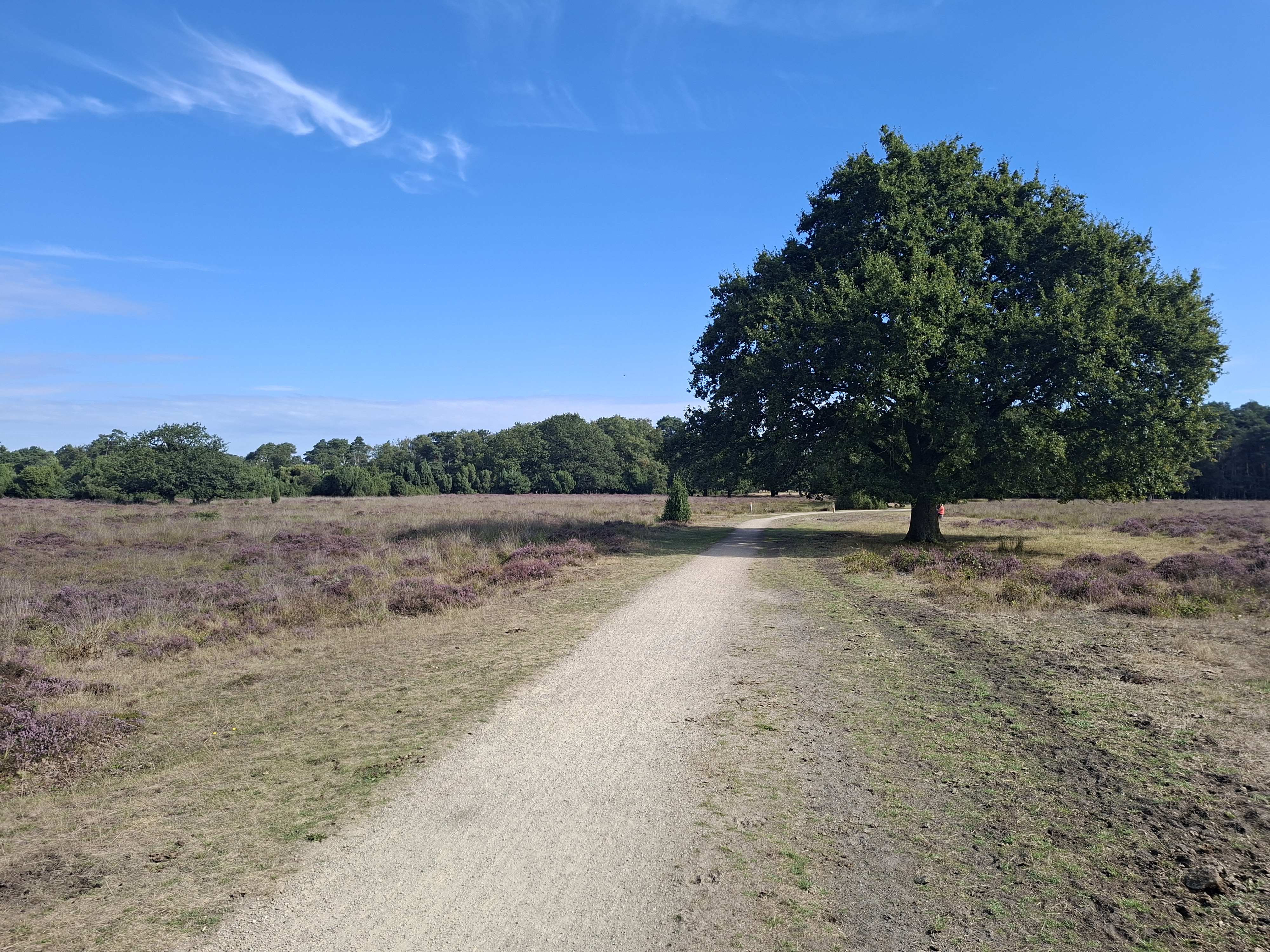 Buurserzand
