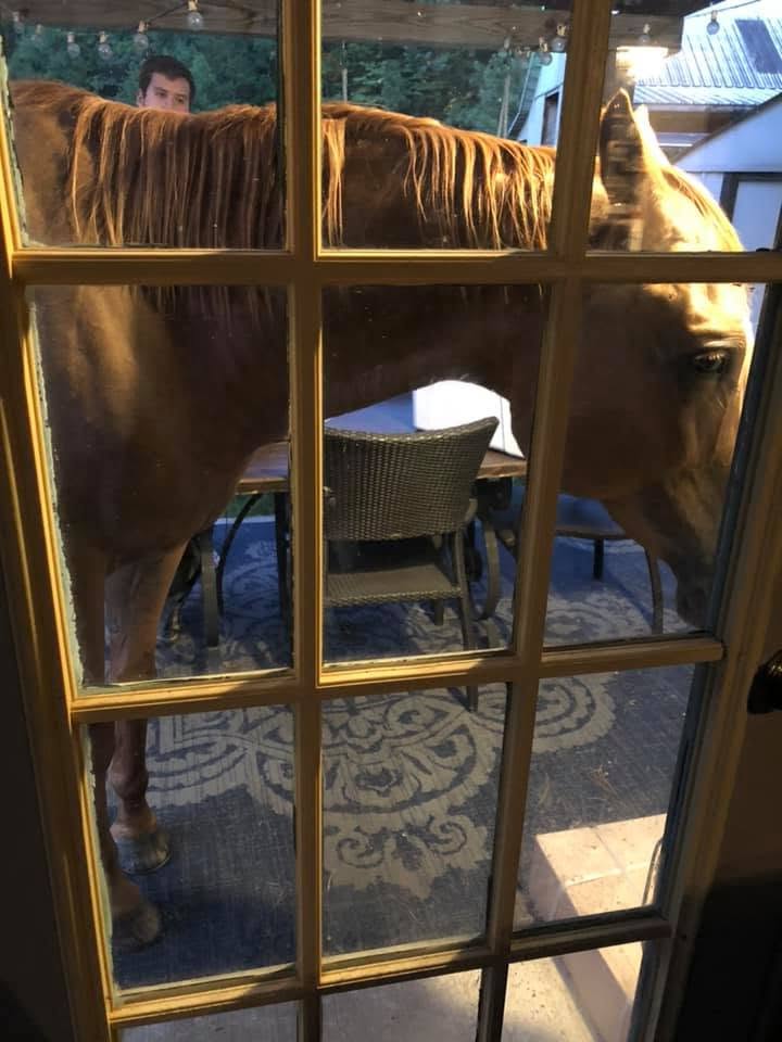 Horse peering through the window