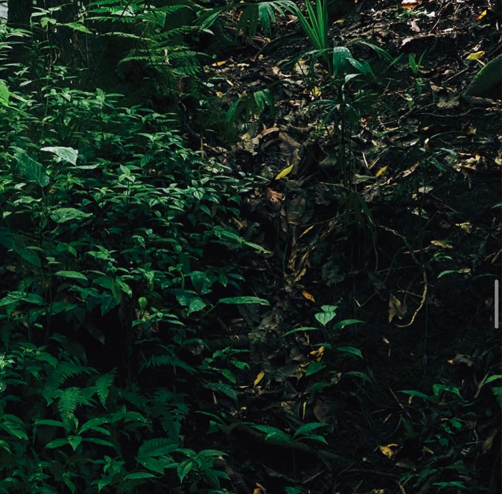 Sacred Forests 3