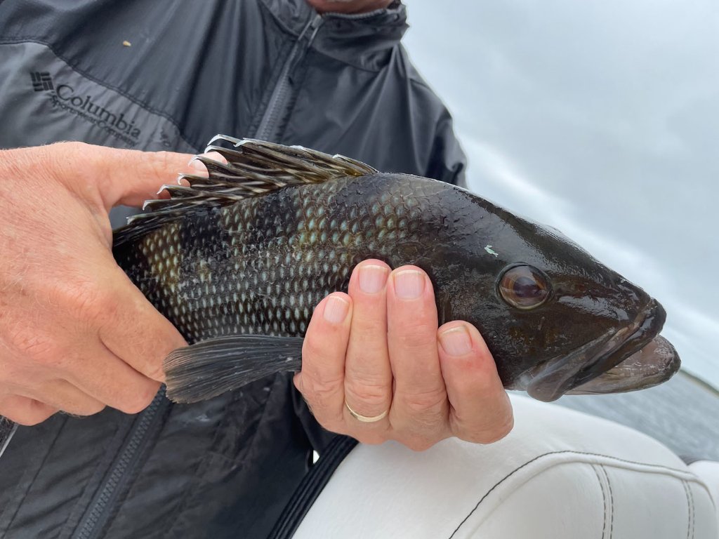 Angler holding a freshly caught fish aboard the charter boat