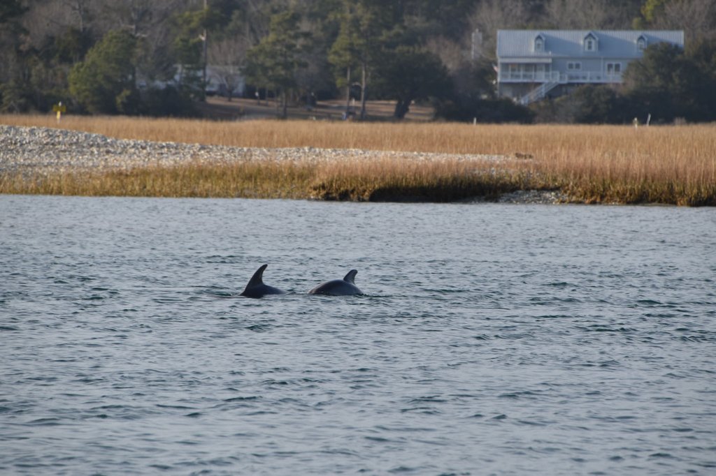 Dolphins swimming near a coastal shoreline