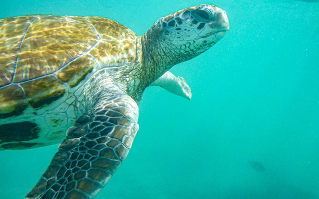 Swim with Turtles