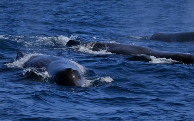 Swimming with Whales