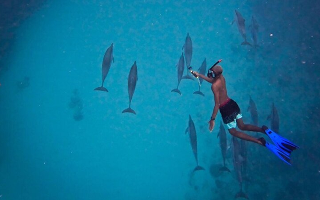 Dolphin Trip Sharing