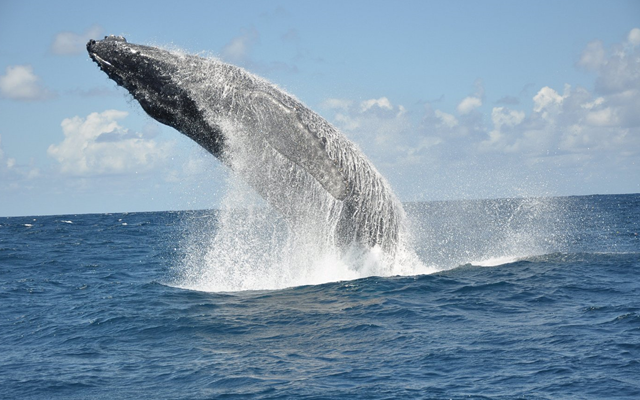 Whales & Dolphin Watch