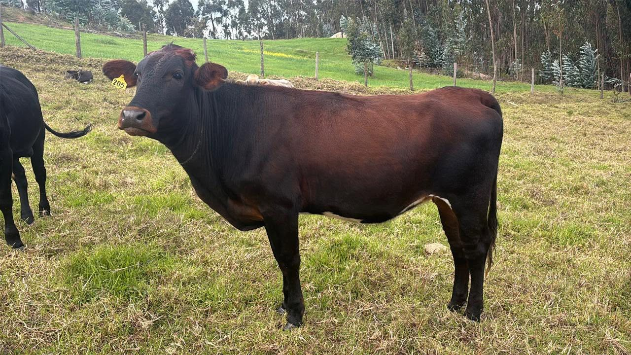 1 Vaca Criolla