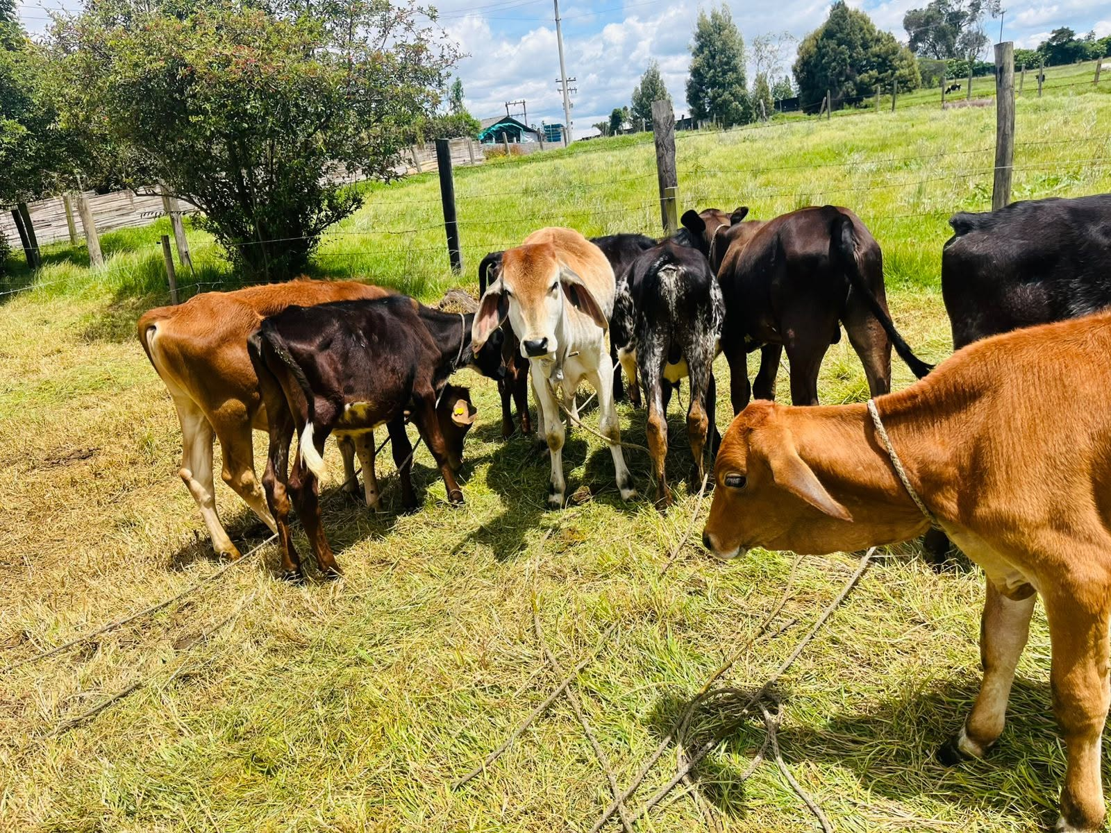 Lote de 8 Terneros Girolando