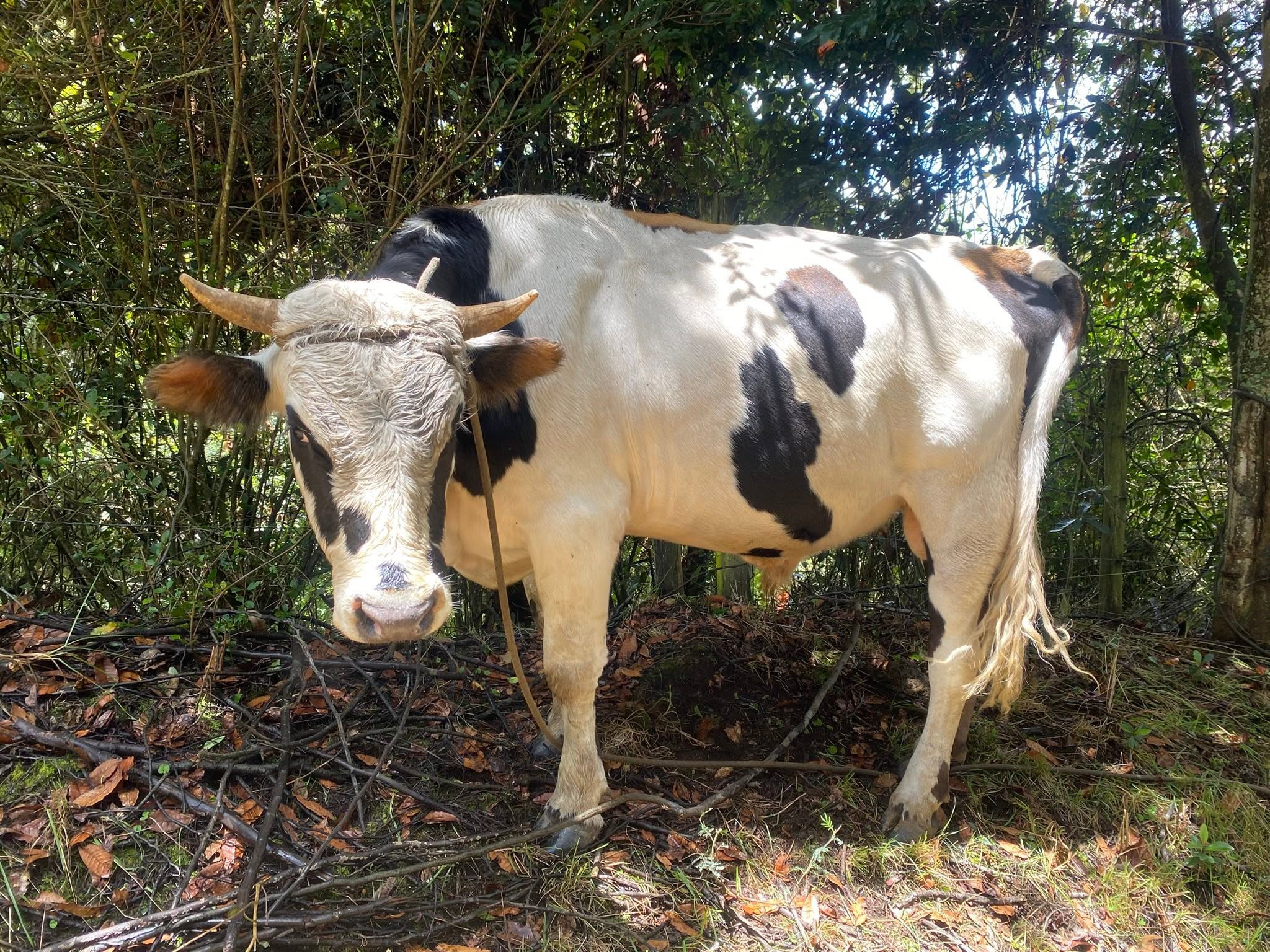 1 Toro Holstein
