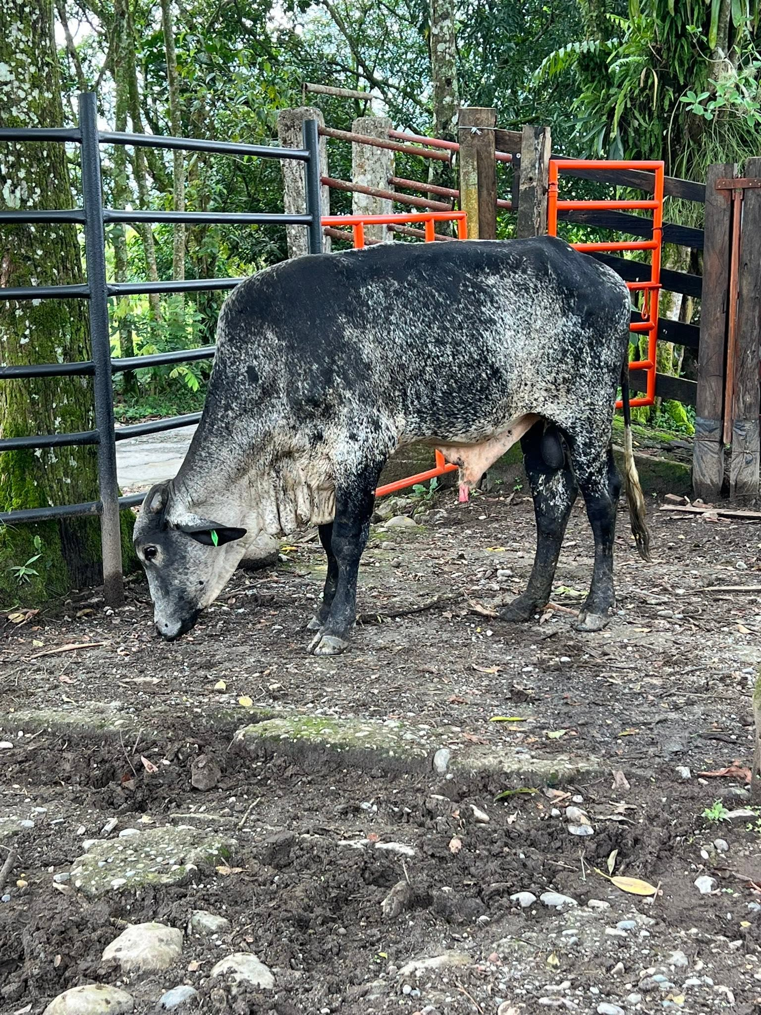 1 Toro Girolando
