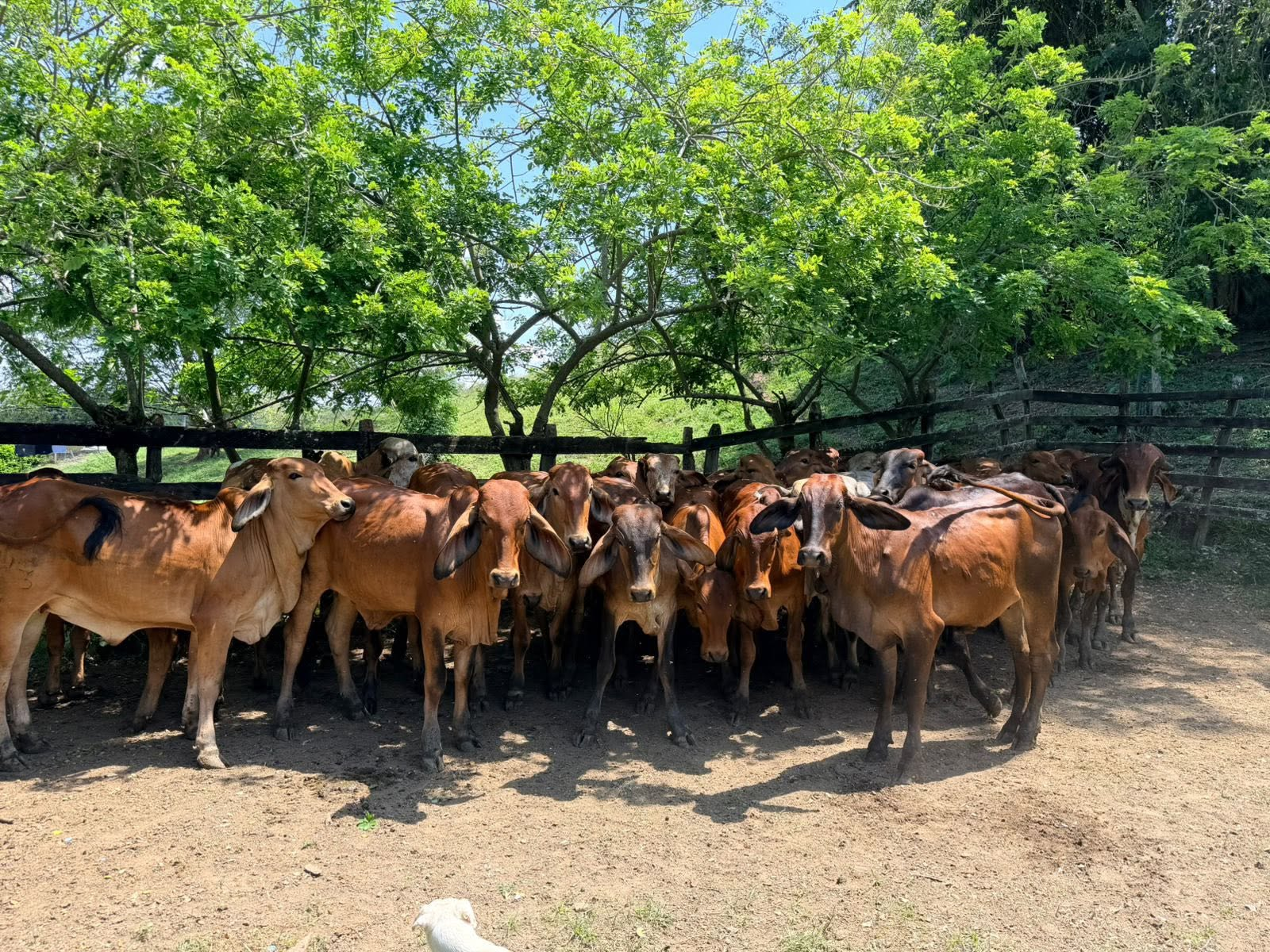 Lote de 18 Novillas Brahman