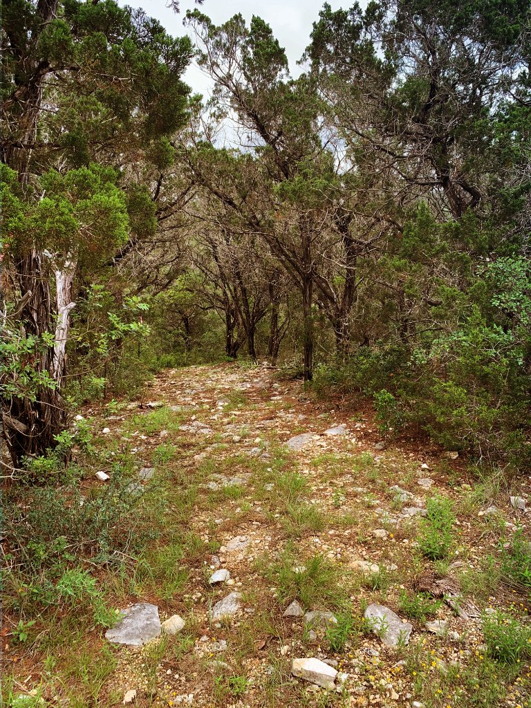 Winding hiking trail through juniper and oak trees with dappled sunlight